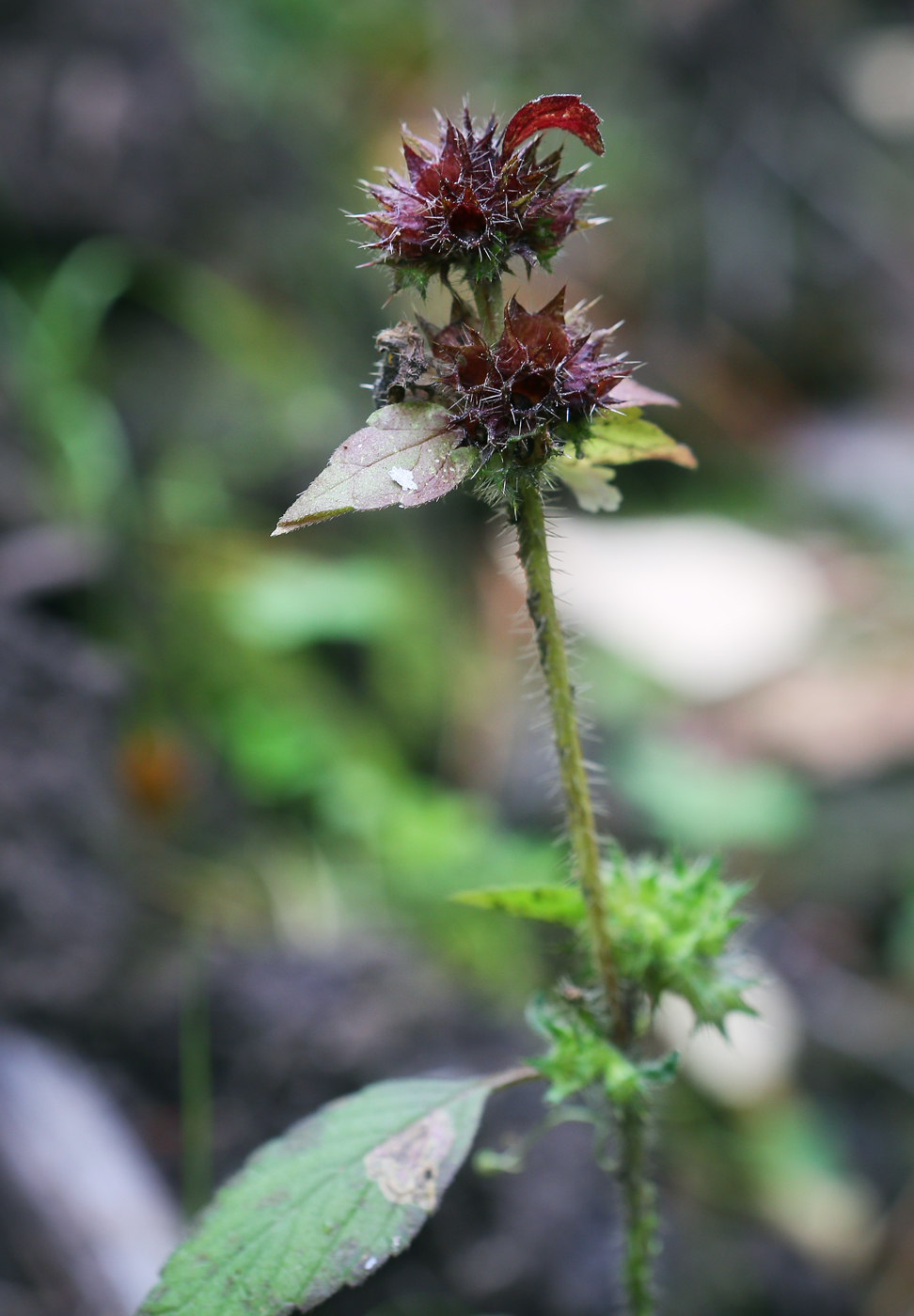 Image of genus Galeopsis specimen.