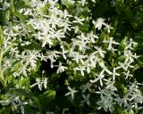 Clematis mandshurica