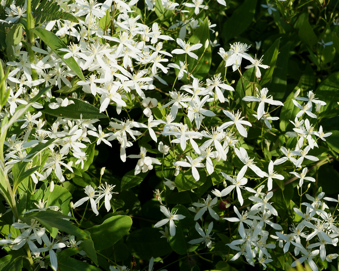 Изображение особи Clematis mandshurica.