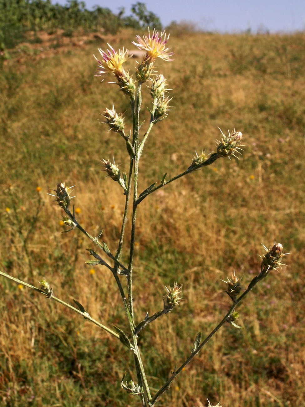 Изображение особи Centaurea pseudosquarrosa.