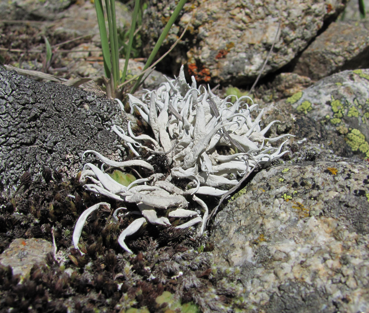 Image of Thamnolia vermicularis specimen.