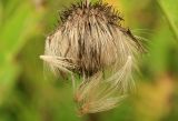 Cirsium weyrichii. Рассыпающееся соплодие. Сахалинская обл., Томаринский р-н, окр. пос. Неводское, открытая приморская терраса. 17.08.2016.