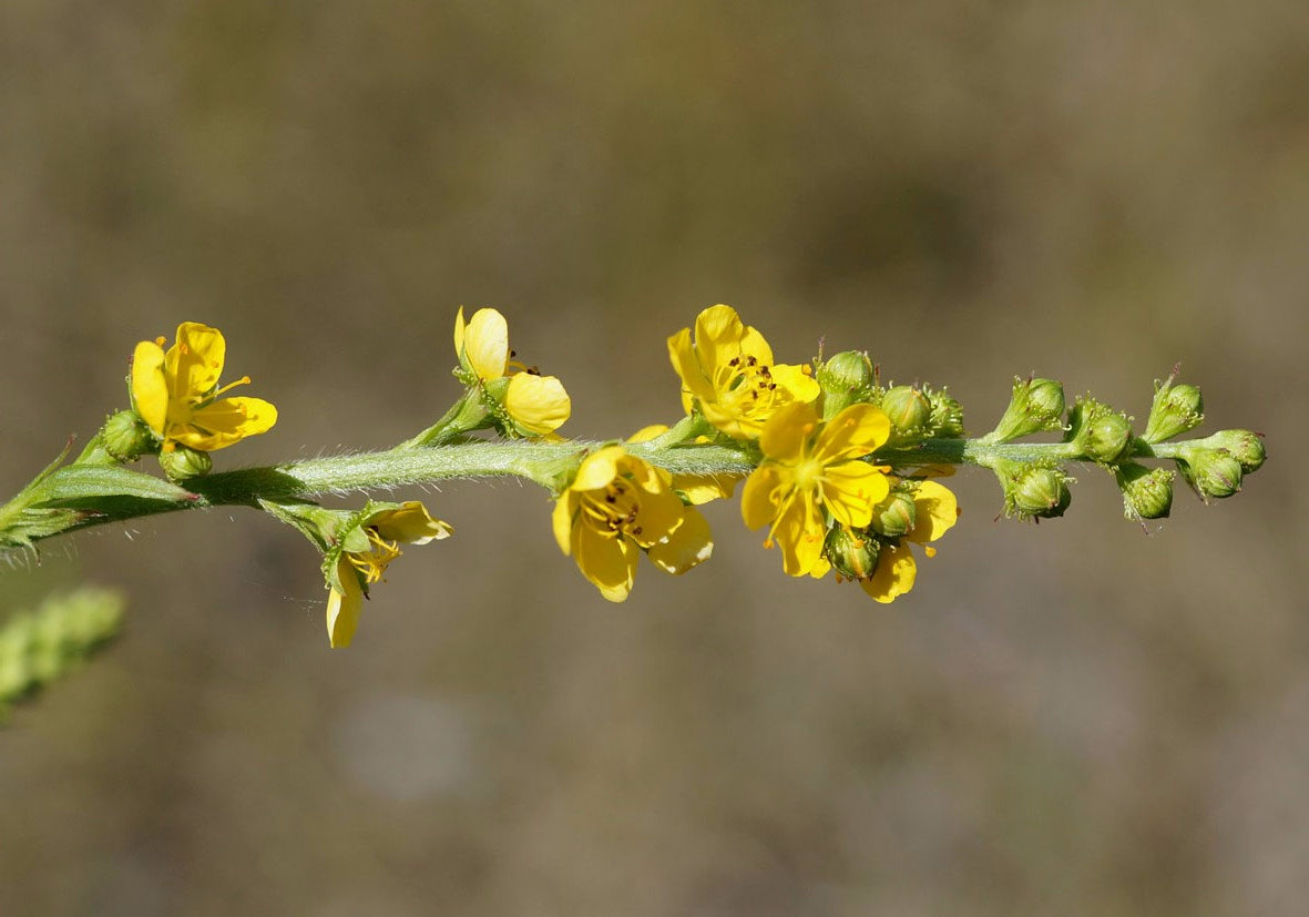 Image of Agrimonia pilosa specimen.