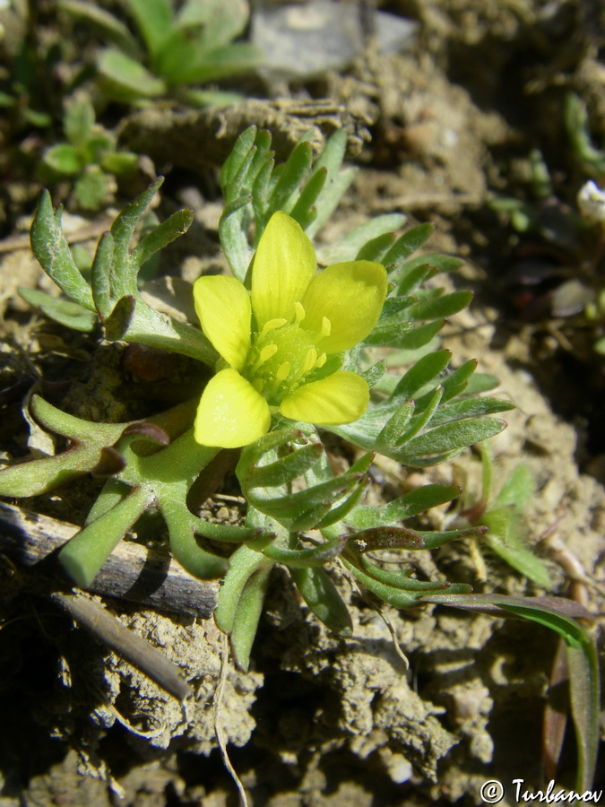 Изображение особи Ceratocephala platyceras.