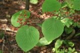 Viburnum furcatum