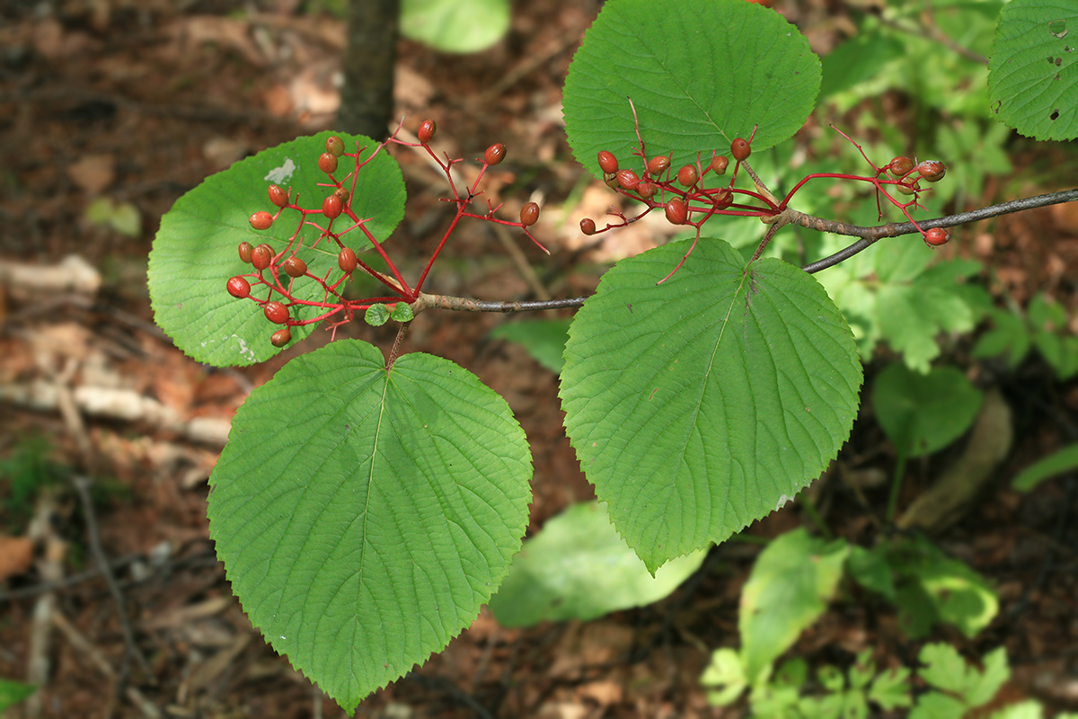 Изображение особи Viburnum furcatum.