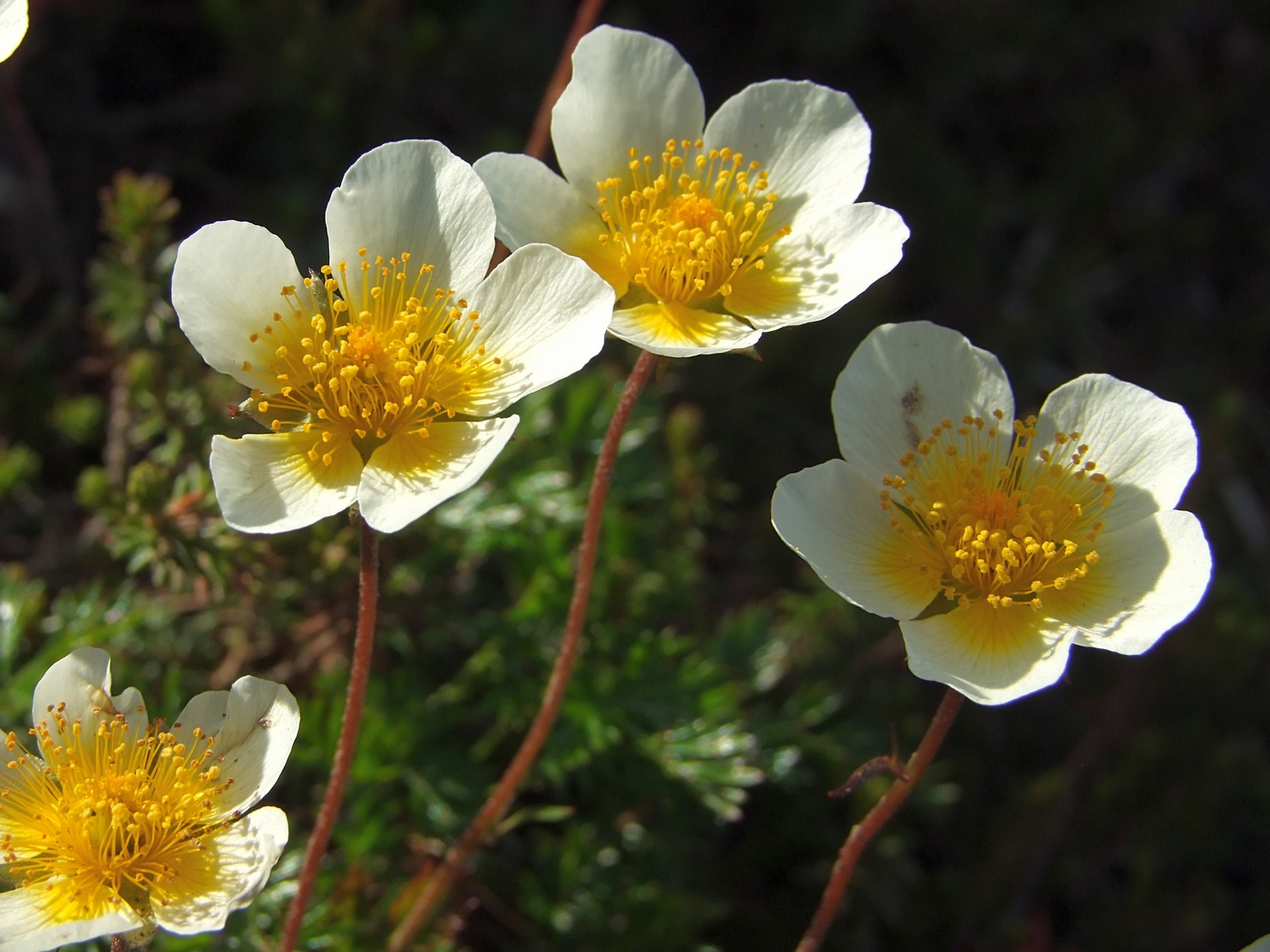 Image of Sieversia pusilla specimen.