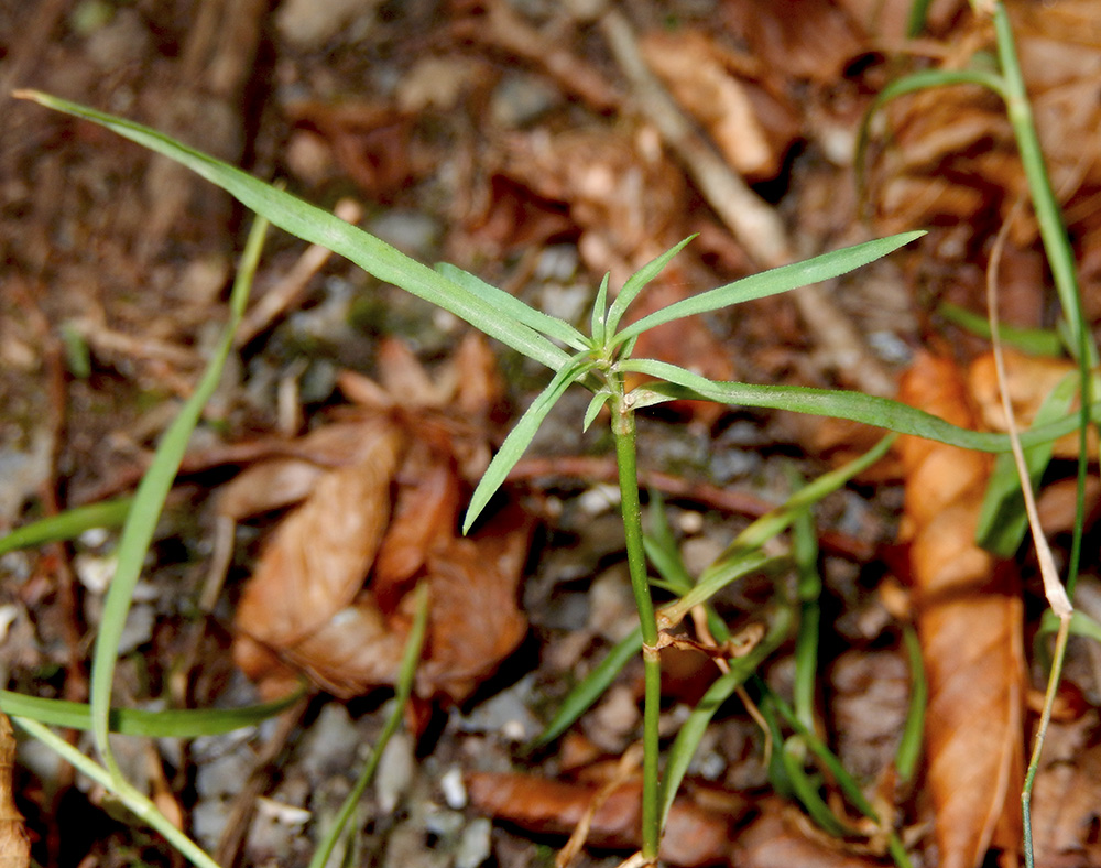 Image of Dianthus caucaseus specimen.