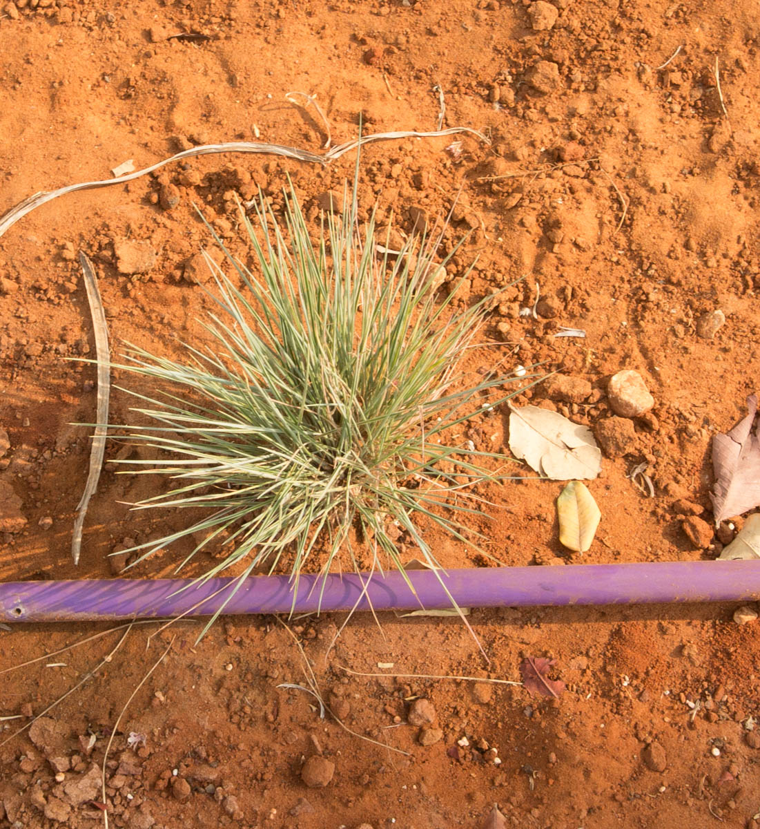 Image of Melinis nerviglumis specimen.