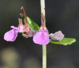 Teucrium divaricatum