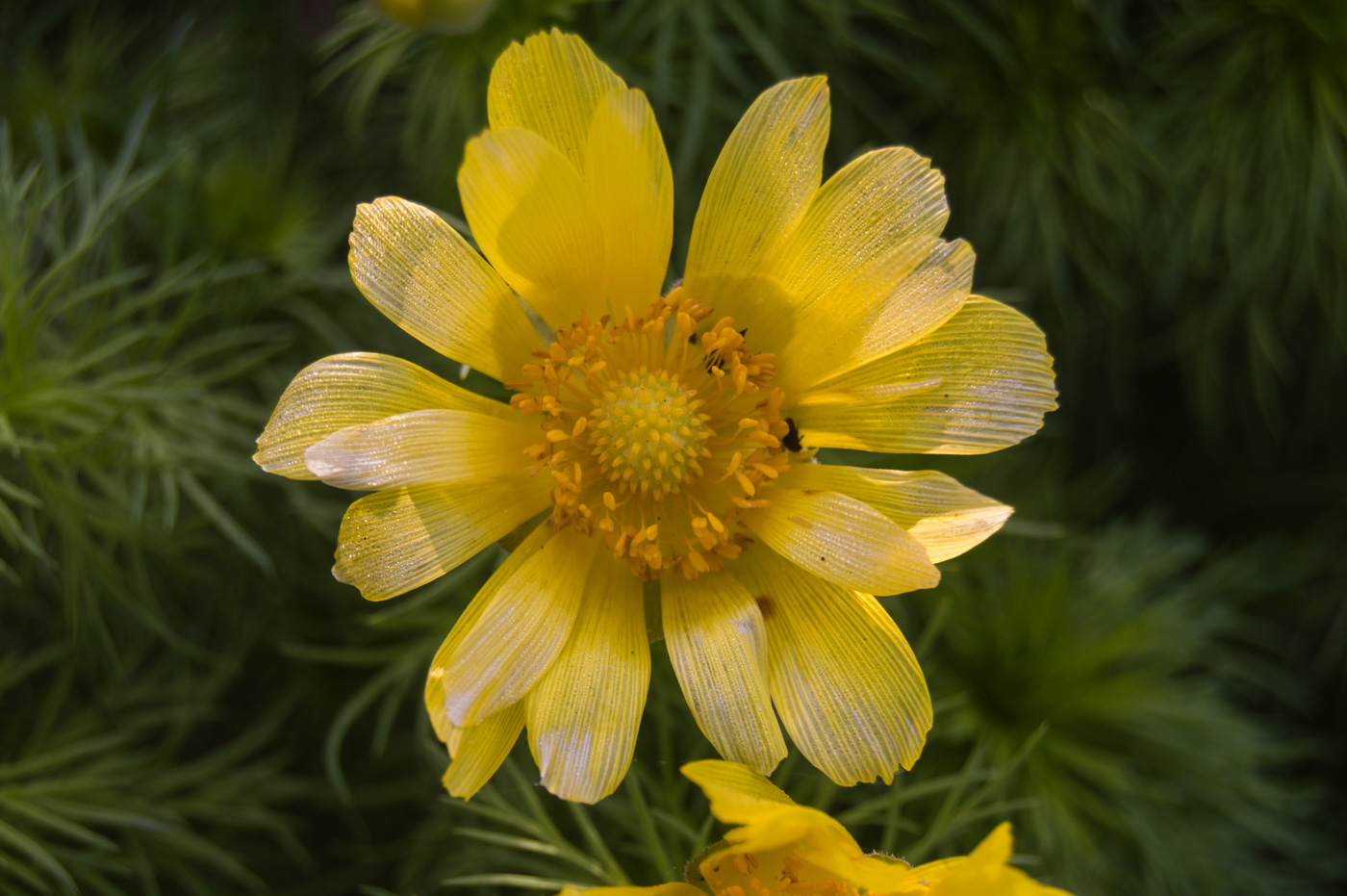 Изображение особи Adonis vernalis.