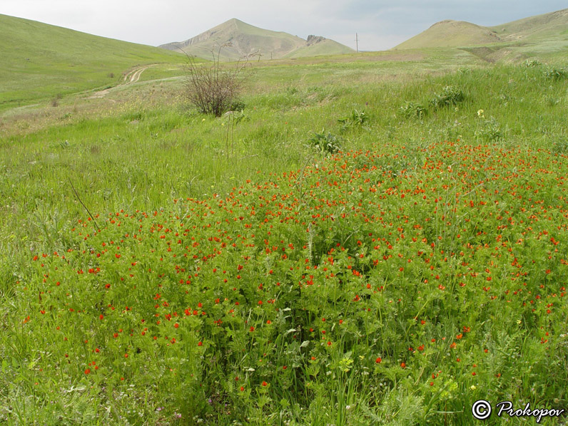 Image of Adonis flammea specimen.