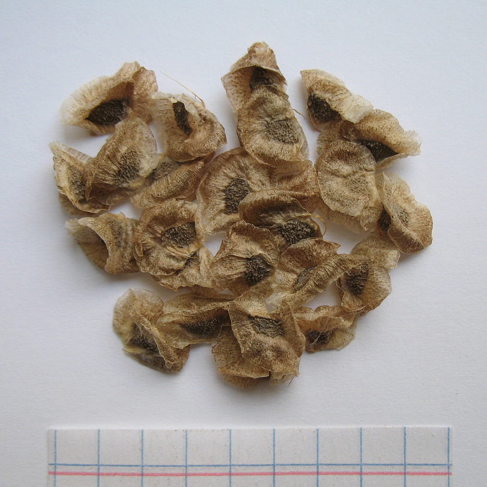 Image of Eremurus lactiflorus specimen.