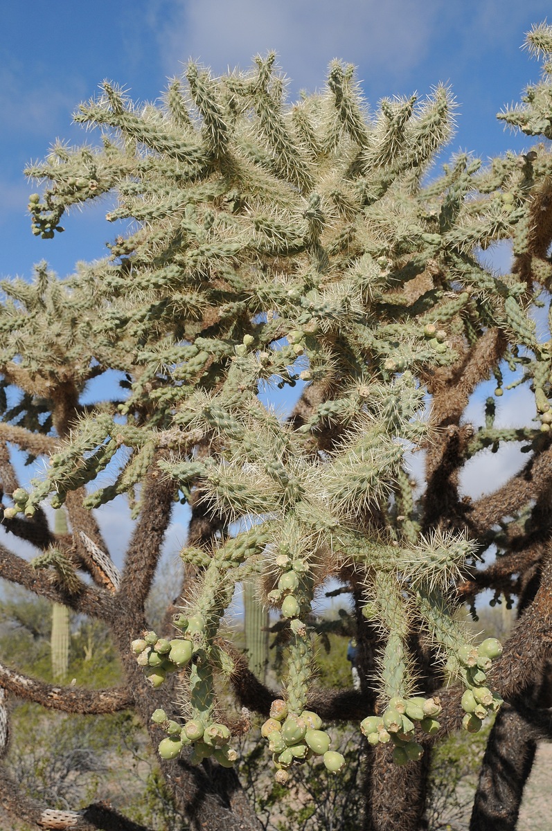 Image of Cylindropuntia fulgida specimen.