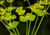 Euphorbia virgata