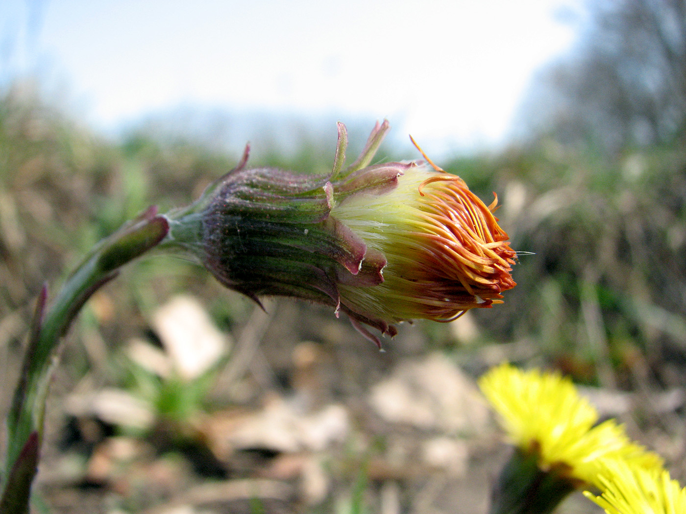 Image of Tussilago farfara specimen.