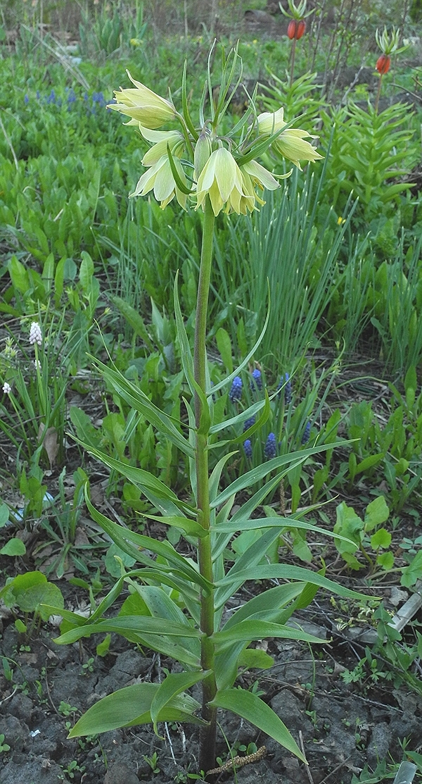 Image of Fritillaria raddeana specimen.