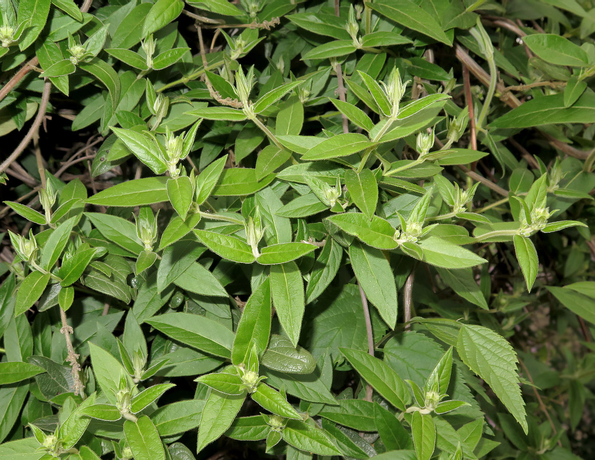 Image of Lonicera acuminata specimen.