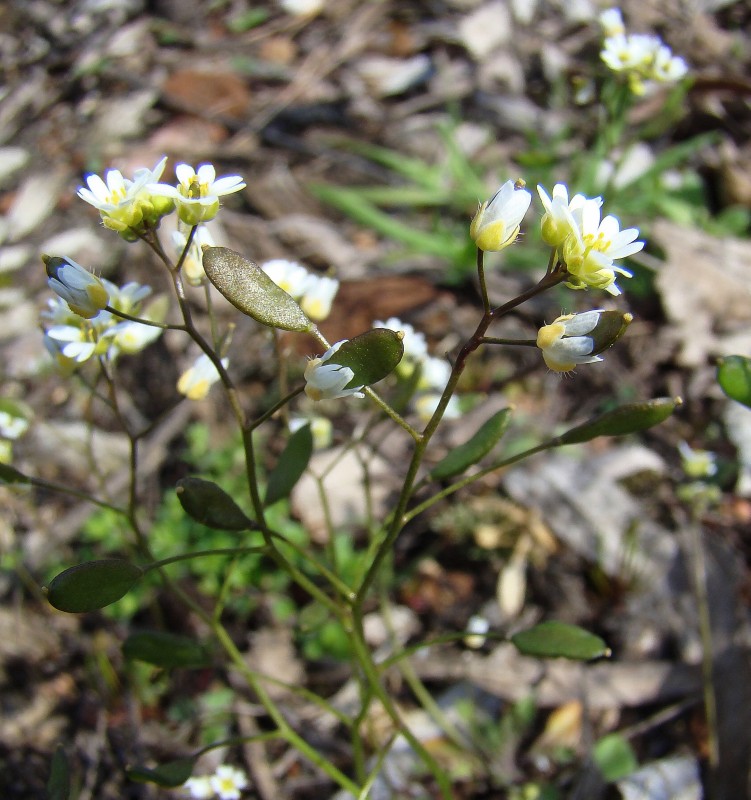 Image of Erophila verna specimen.