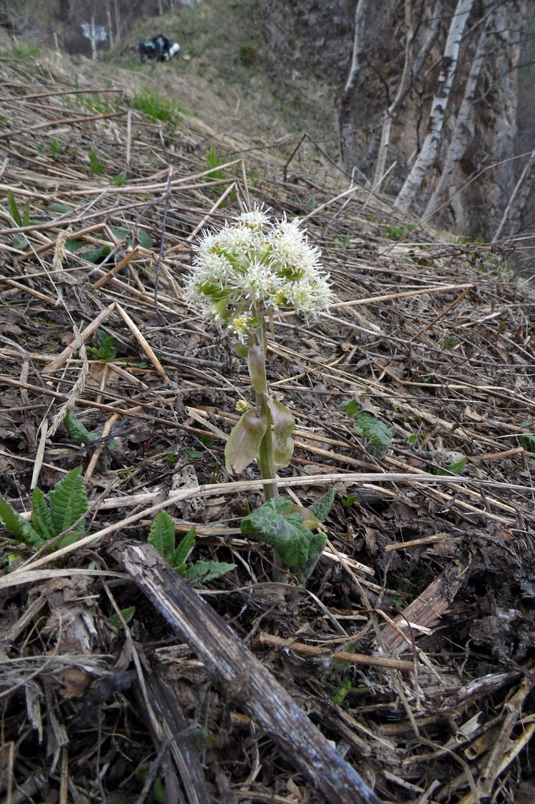 Image of Petasites albus specimen.