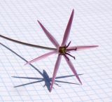 Image of taxon representative. Author is Юрий Данилевский