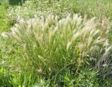 род Hordeum