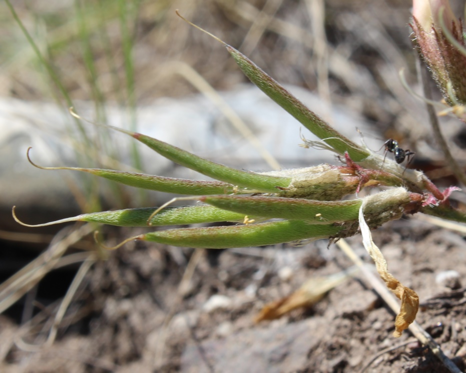 Изображение особи Astragalus palibinii.