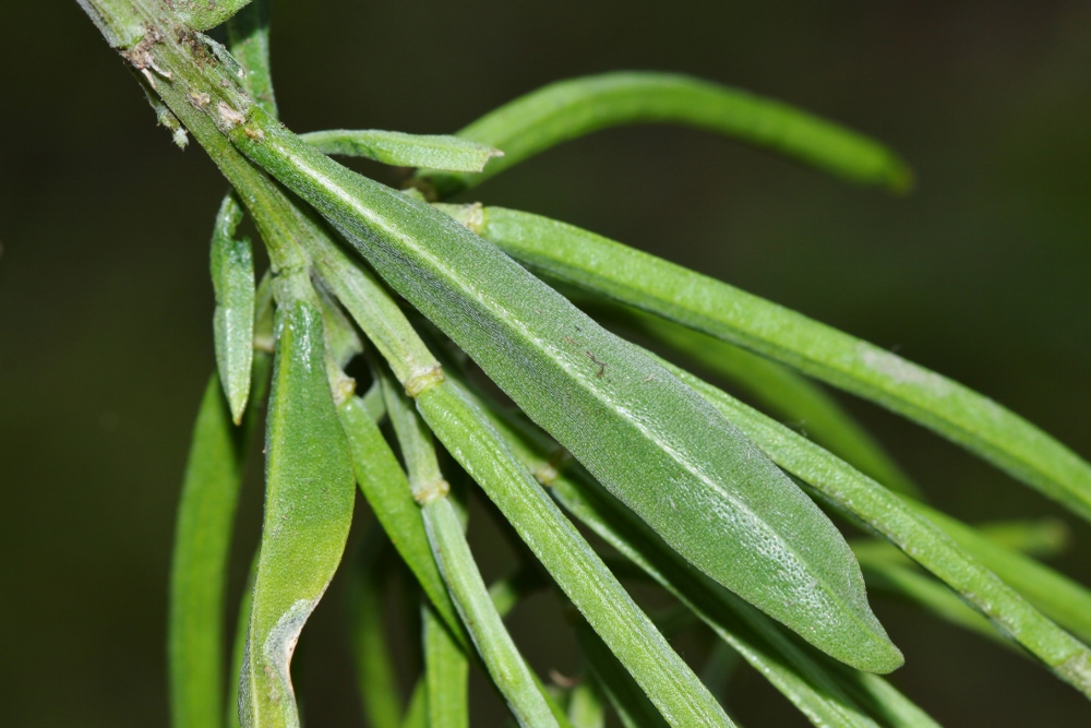Image of Erysimum amurense specimen.
