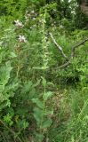 Epipactis helleborine. Цветущее растение. Краснодарский край, м/о город-курорт Геленджик, окр. хут. Джанхот, гора Святая Нина, горельник в сосновом лесу. 10 июня 2017 г.