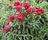 Rhodiola coccinea