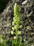 Reseda lutea