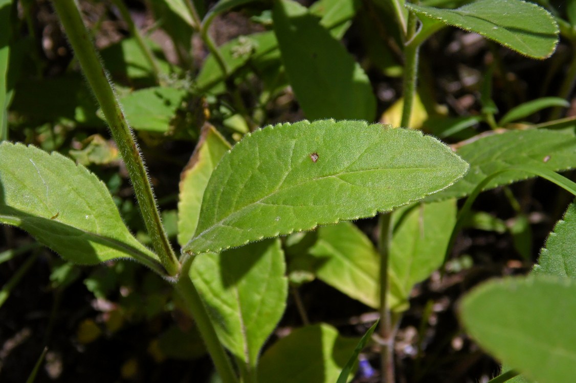 Изображение особи Veronica spicata.