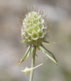 Scabiosa balcanica