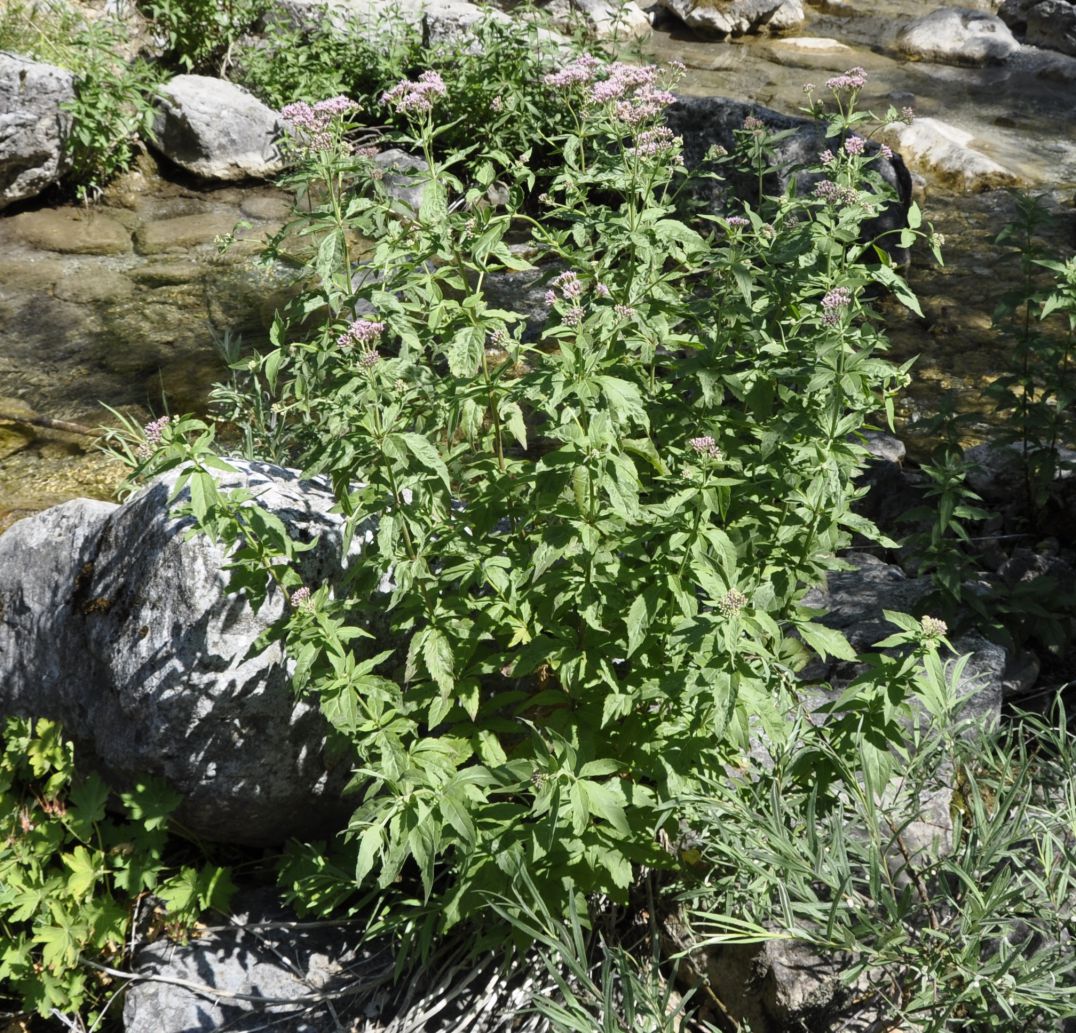 Изображение особи Eupatorium cannabinum.