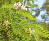 Robinia × ambigua. Верхушки побегов с соцветиями (повторное цветение) и плодом. Ростовская обл., Неклиновский р-н, Новобессергеневское с/п, балка Платонова, на опушке леса. 24.07.2017.