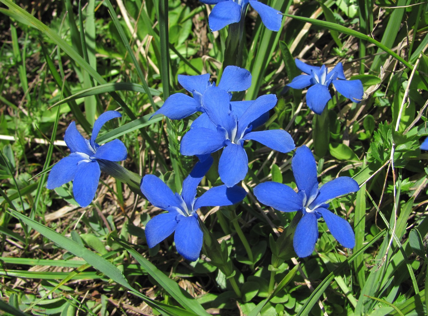 Изображение особи Gentiana angulosa.
