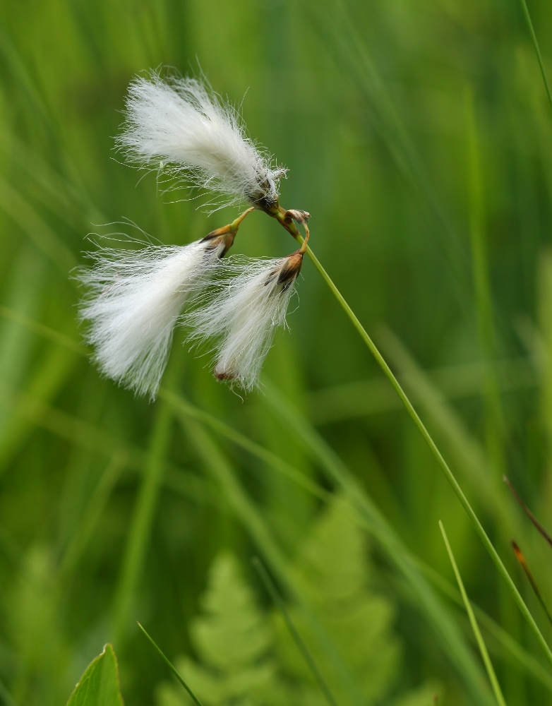 Image of Eriophorum gracile specimen.