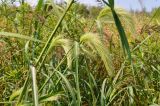 Echinochloa caudata