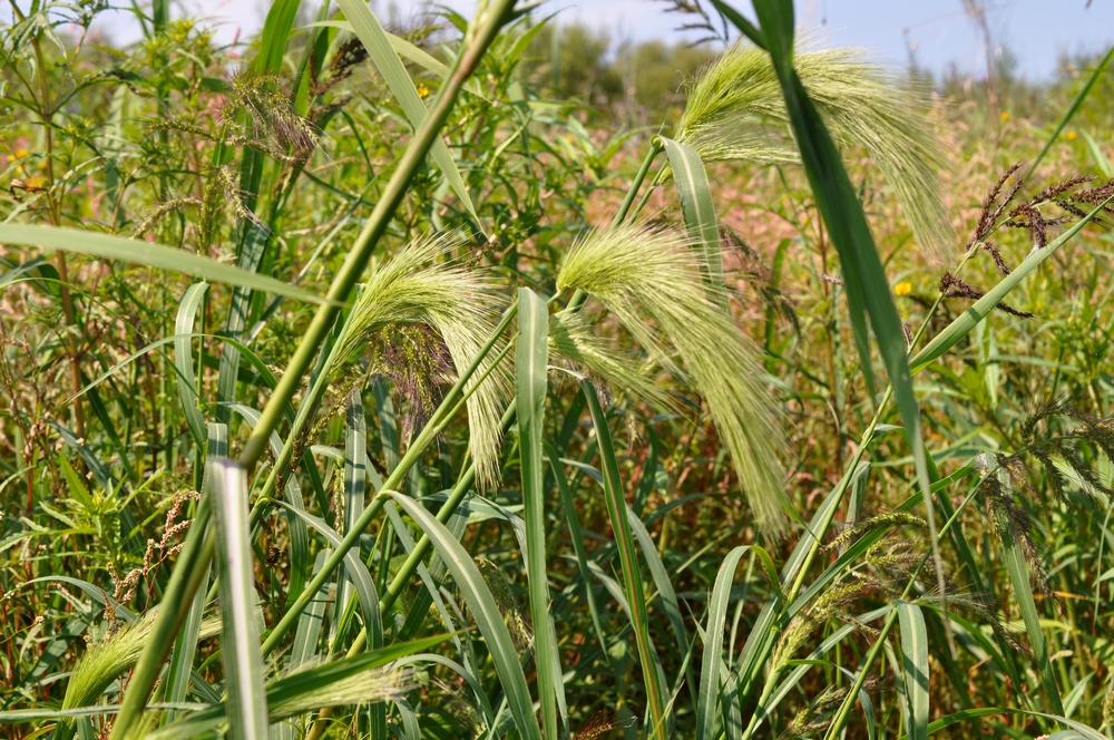 Image of Echinochloa caudata specimen.