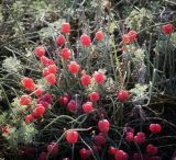 Ephedra distachya. Растения с шишкоягодами в сообществе с Artemisia austriaca. Крым, г. Саки, обочина грунтовой дороги вдоль побережья. 18.08.2017.
