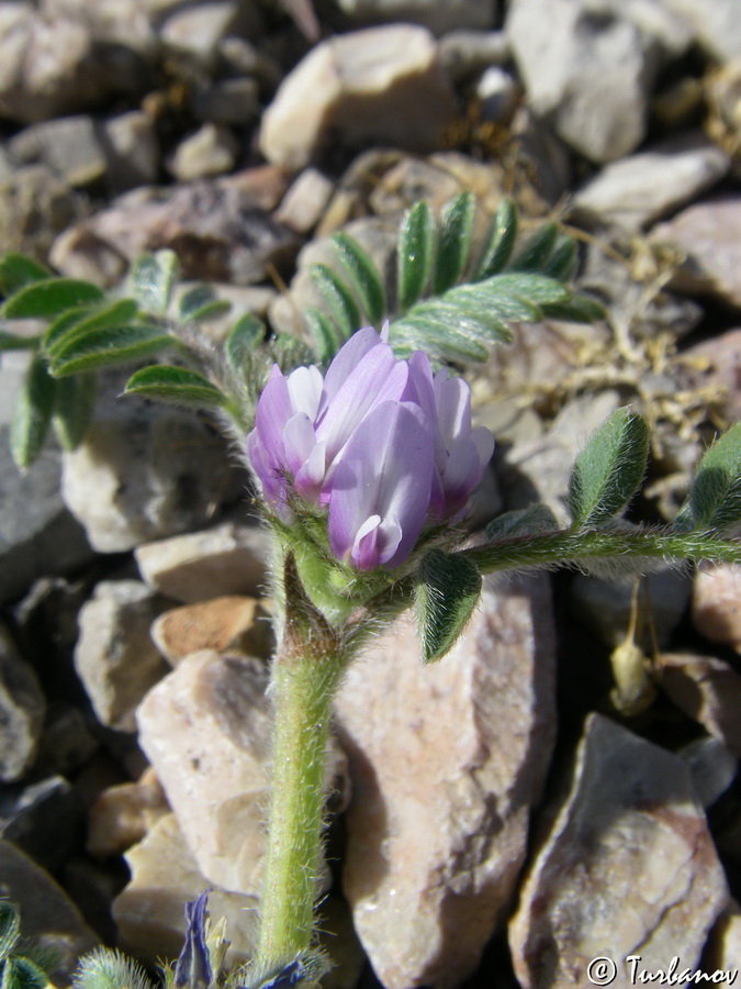 Image of Astragalus sinaicus specimen.
