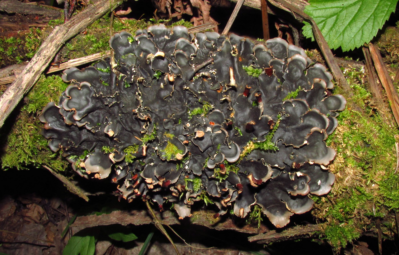 Image of Peltigera neopolydactyla specimen.