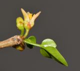 Commiphora gileadensis. Верхушка веточки с цветками. Израиль, впадина Мёртвого моря, киббуц Эйн-Геди. 24.04.2017.
