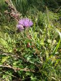 Centaurea pseudophrygia