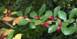 genus Cotoneaster. Часть ветви с плодами. Южный берег Крыма, Никитский ботанический сад, в культуре. 29.10.2017.