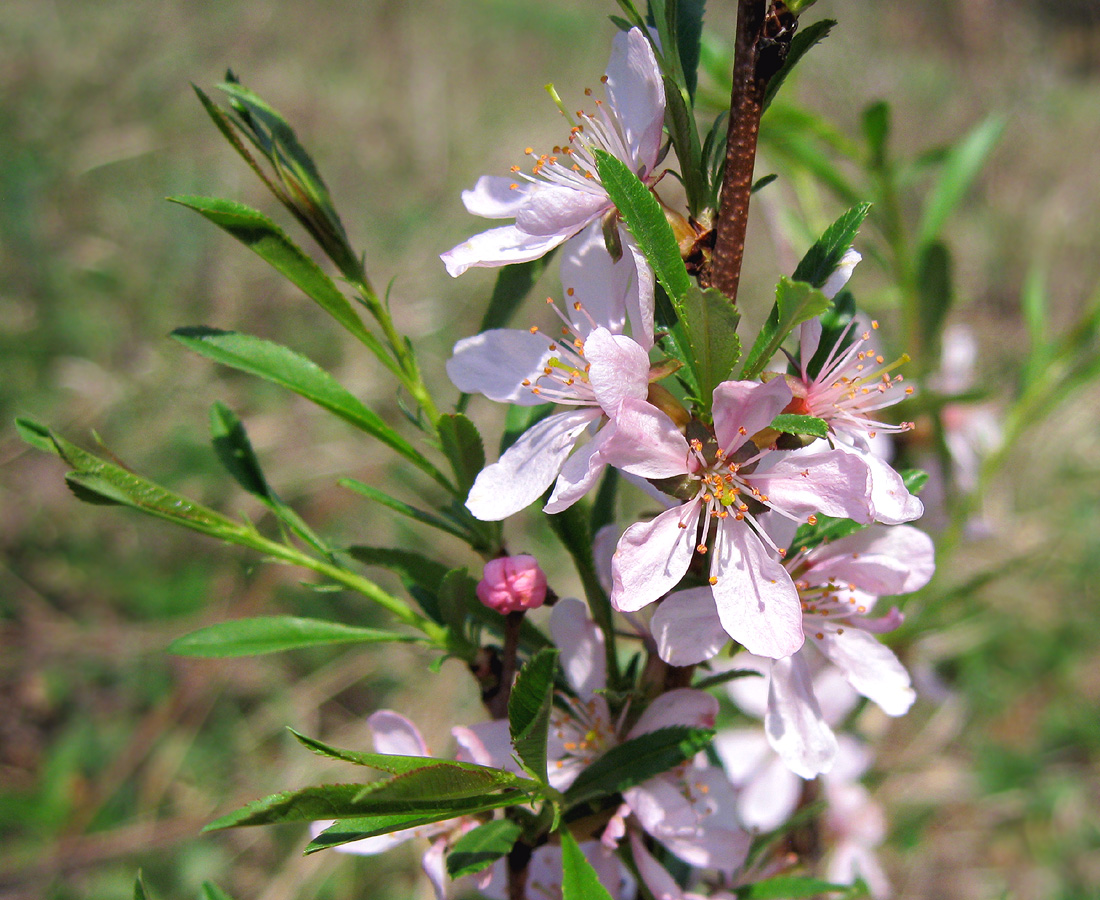 Изображение особи Amygdalus nana.