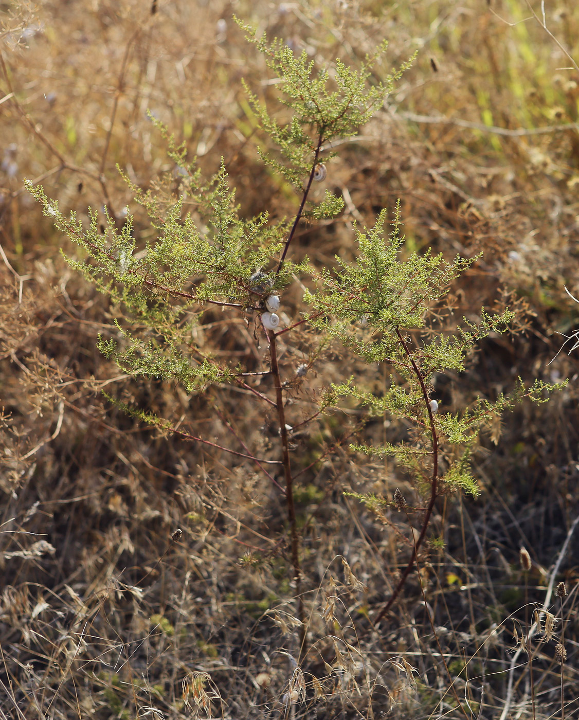 Image of Artemisia scoparia specimen.