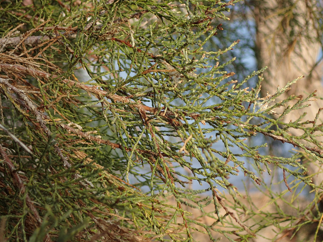 Изображение особи Tamarix smyrnensis.