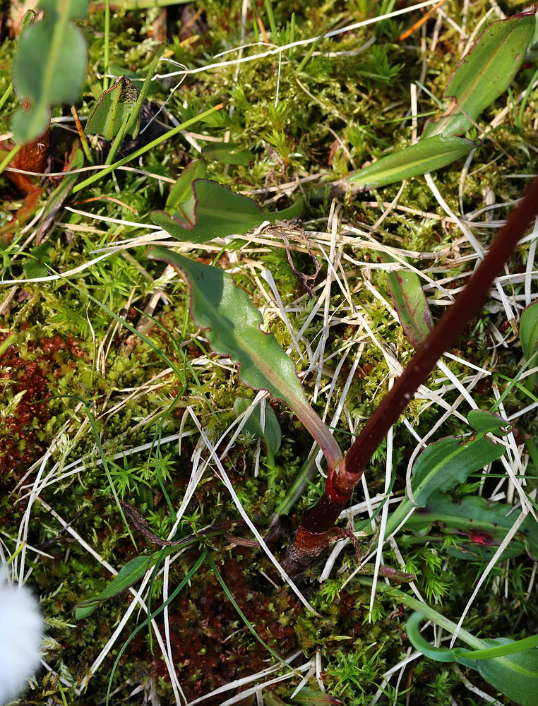 Image of genus Rumex specimen.