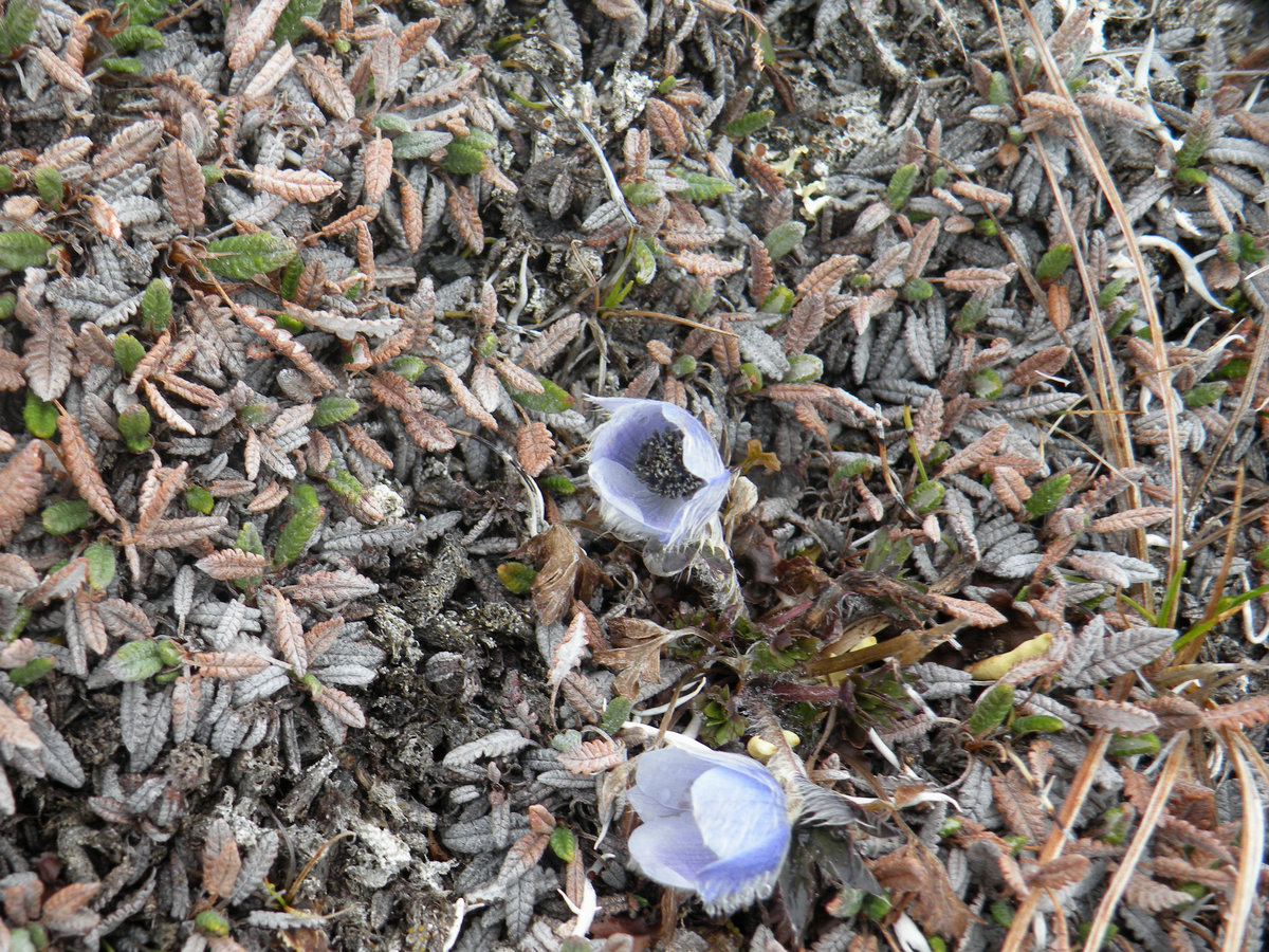 Image of Anemone multiceps specimen.